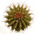  - UEBELMANNIA buiningii f. green RNK 55, Tromba d´Anta, 1,3  -1,4 cm, SEEDLING !!!