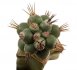  - ORTEGOCACTUS macdougallii cv. Emil