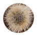  - MAMMILLARIA scheinvariana GM 1545