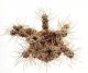  - PTEROCACTUS australis