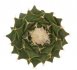  - OBREGONIA denegrii PP 253, 4,5 - 5 cm
