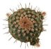  - STROMBOCACTUS disciformis ssp. esperanzae var. nova long spines SN 2014.0201, grafted