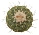  - STROMBOCACTUS disciformis, 2,5 - 3,2 cm  