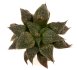  - HAWORTHIA cv. Horikawa major