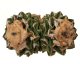  - ARIOCARPUS fissuratus var. hintonii PP 352