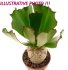  - EUPHORBIA unispina, grafted, one pot