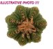  - AZTEKIUM ritteri, one pot 5 cm, 4 pieces