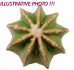  - AZTEKIUM hintonii, one pot