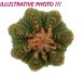  - AZTEKIUM ritteri, 2,1 cm, one plant