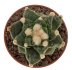  - ARIOCARPUS retusus PP 232 cv. NonAriocarpus Godzilla