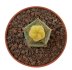  - AZTEKIUM valdezii f. aurea  GCG 10893, grafted