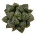  - HAWORTHIA magnifica var. splendens VA 4928, Albertinia ex STC