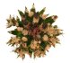  - ARIOCARPUS agavoides ssp. sanluisensis VM 804, San Ysidro