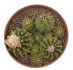  - GYMNOCALYCIUM cv. German Helmet 