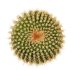  - UEBELMANNIA gummifera f. tall plants RNK 102/14, Tromba d´Anta, 9 months SEEDLINGS now