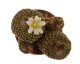  - BLOSSFELDIA minima 