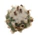  - TURBINICARPUS lophophoroides PP 207