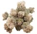  - ASTROPHYTUM myriostigma var. strongylogonum cv. Cernobyl