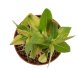  - PACHYPODIUM brevicaule f. variegate leaf