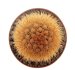  - BRACHYCEREUS nesioticus clone P1, one pot, one plant