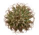  - EUPHORBIA columnaris