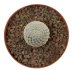  - MAMMILLARIA breviplumosa GCG 12500, SEEDLING