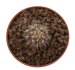  - COPIAPOA  x C. scopulina GCG 15037, selection