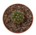  - COPIAPOA  x C. cinerea var. tenebrosa GCG 15043, selection