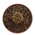  - COPIAPOA columna - alba GCG 15008b, blonde selection