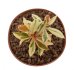  - EUPHORBIA millii f. variegate