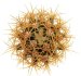  - FEROCACTUS johnstonianus LK, clone nr. 50