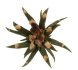  - ARIOCARPUS agavoides RS 602