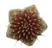 - UEBELMANNIA meninensis f. rubra RNK 22, 9 months SEEDLINGS now