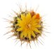  - UEBELMANNIA meninensis HU 108, 8 months SEEDLINGS now