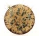  - HOMALOCEPHALA texensis cv. Anayami, grafted