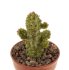  - PSEUDOLITHOS dodsonianus