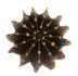  - GYMNOCALYCIUM friedrichii var. angustostriatum LB 2178, 2 pieces