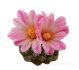  - STROMBOCACTUS x F2 esperanzae, 1 - 1,1 cm, 2 x SEEDLINGS