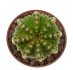  - AZTEKIUM ritteri f. intercostatum GCG 10888, Puente Ciprian, 1 cm, 2 x SEEDLINGS !
