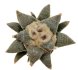  - ARIOCARPUS retusus SB 68, 2 x SEEDLINGS ! 