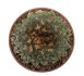  - ARIOCARPUS kotschoubeyanus var. albiflorus, 2 x SEEDLINGS !