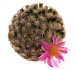  - MAMMILLARIA hernadezii, 2 x SEEDLINGS !