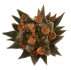  - ARIOCARPUS trigonus var. horacekii, 2 x SEEDLINGS !