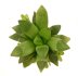 - HAWORTHIA cv. Yuko Nishiki