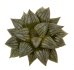  - HAWORTHIA magnifica var. dekenahii cv. Kuroshima
