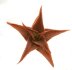  - ALOE cv. Vito (Green Sand)