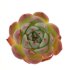  - ECHEVERIA chihuahuensis