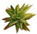  - ALOE nobilis f. variegate