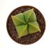  - ASTROPHYTUM myriostigma f. nudum