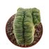  - LOPHOPHORA alberto-vojtechii f. cristata, pot 7 cm